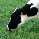 평촌목장 이미지