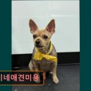 복이네 애견 미용 이미지