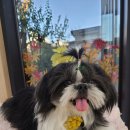 동그란 멍멍이 이미지