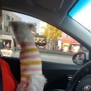 마리애견 이미지