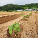 병석농장 네이버블로그
