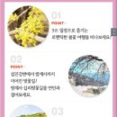 하동 벚꽃놀이 당일치기 1탄_2018.04.08 (십리벚꽃길, 하동 화개장터)