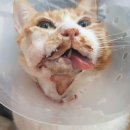 광장동물병원 이미지