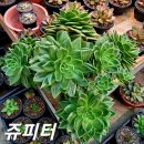 쥬피터 - 의정부시 | 쥬피터