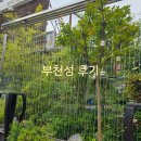 부천성 | [경산] 중식코스요리 전문점 &#39;부천성&#39; 찐 후기