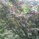 산딸나무열매효소 이미지