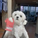 개깎쟁이 이미지