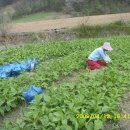 송원농장민박 이미지