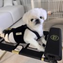 펫샤워 | 디스크 강아지를 위한 최고의 선물, '펫그룸 샤워베드' 사용 후기 🐾 호비의 디스크 재활 일지 : 목욕도...