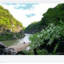 소나무숲 이미지