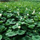 낭산다례원 이미지