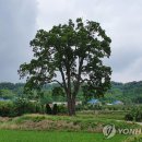 포천 초과리 '오리나무' 천연기념물 이미지