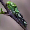 나비 한살이 이미지