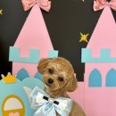 늘 예쁘개 이미지