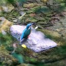 물총새공원로 이미지