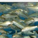 삼천포 용궁수산시장#9 이미지