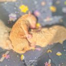 펫스티발 이미지