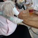 반자주 W스퀘어점 | 부산 애견동반 용호동 W스퀘어 : 강아지 수제간식집 애견용품 카페 빵집