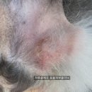 신일환동물병원 | 학동역동물병원, 여드름과 헷갈리는 강아지 농피증 흔하지만 방치하면 위험합니다.