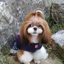 예쁘개# 애견미용실 이미지