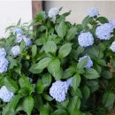 구름정원펜션 이미지