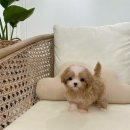 엘린퍼피 이미지