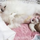 해피펫클럽 이미지