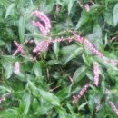 물고기나무 이미지