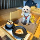 유한당구장 | 비발디파크 홍천 소노펫 플레이그라운드부터 띵킹독까지 신나게 즐긴 후기 (@골드스위트)