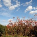 풀잎궁전 이미지