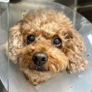 불광동물병원 이미지