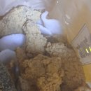 쌀통닭 화명1호점 | 쌀통닭 거제1호점 쌀가루 치킨 솔직후기