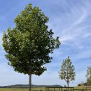 메밀정원 이미지