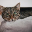 정산동물병원 이미지