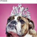 전 세계에서 가장 비싼 애완동물 용품 Top9 이미지