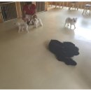 쏭쏭애견유치원 이미지