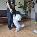 아지&냥이 이미지