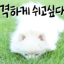 스마일양한방동물병원 이미지