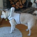 예 동물병원 이미지