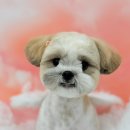 그루머 댄 이미지