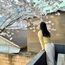 서대구대동병원 | 대구 대명동 야간 벚꽃 명소 카페 아킨니 실시간 후기