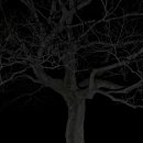 정령의숲 이미지