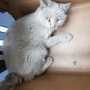 조재진동물병원 이미지