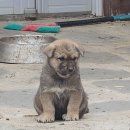 강생이네 이미지