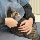 샤토미뇽 | [샤토미뇽] 강서/ 양천 고양이 교감 미용, 고양이 무마취 미용