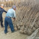 유영농장 이미지