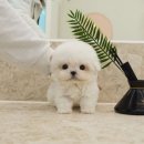 강아지분양 테디럽 이미지