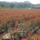 영식농장 이미지