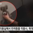 꼬리치는강아지 이미지