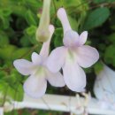 카페수련 이미지